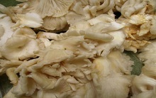 Bất ổn thị trường nấm