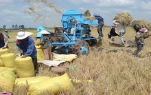 “Đại gia” gạo tìm cách thoát nợ