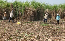 Vụ mía “đắng” ở Long An