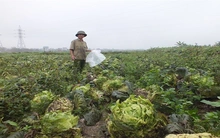 Giá nông sản từ đồng tới chợ: Mắt xích nào cũng hỏng