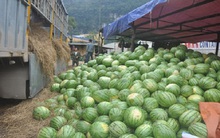 Dưa hấu ách tắc sang Trung Quốc: Lỗi không kiểm soát quy hoạch 