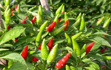 Giá ớt "sớm nắng chiều mưa"