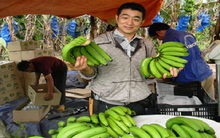 Thiếu chuối để xuất khẩu