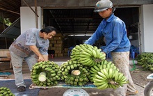 Nông dân Phú Yên phấn khởi vì chuối tăng giá gấp đôi