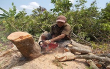 Vĩnh Long: Trên 900 ha nhãn bị đốn bỏ vì bệnh dịch