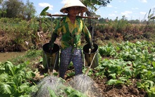 Nợ “đè” người trồng rau