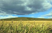 Giá lương thực thế giới lên mức cao nhất trong 10 tháng