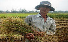 Lúa xứ Quảng mất mùa
