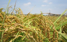 Giá nếp chỉ còn 3.700 đồng/kg