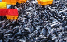 Vụ cá Bắc thắng lợi