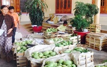 Khánh Hòa: Giá xoài tiếp tục lao dốc