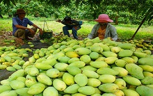 Nghịch lý trái cây đặc sản