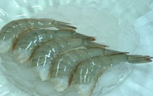 EU: Nhập khẩu tôm chững lại chờ giá giảm