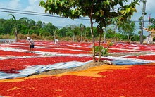 Ngậm đắng nuốt cay vì... ớt