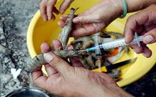 Xử lý nghiêm việc bơm agar vào tôm