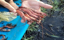 Hơn 3.100 ha tôm nuôi bị thiệt hại