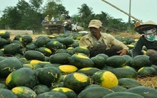 Quảng Ngãi: Dưa hấu cuối vụ tăng giá vì khan hiếm