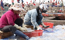 Ngư dân Hải Phòng được mùa sứa