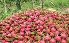 Thanh long Việt gặp khó vì thanh long Trung Quốc