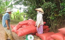 Kinh doanh lúa gạo thua lỗ vì yếu kém