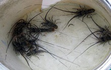 Trúng đậm tôm hùm giống