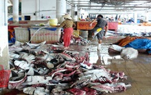 Hãi hùng hải sản khô