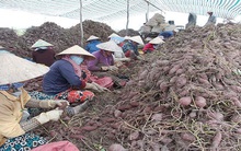 Khoai lang rớt giá vì tin đồn thất thiệt