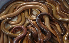 Nuôi lươn lãi lớn