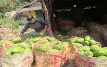 Mãng cầu xiêm giảm giá hơn một nửa