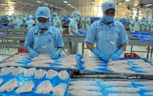 Giữ chất lượng cá tra