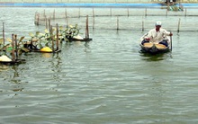 Nhiều bất lợi bủa vây vùng tôm