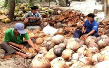 Dừa khô giảm giá