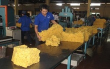Khi giá mủ cao su lao dốc