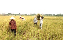 Mùa lúa miền Trung: Buồn vui lẫn lộn