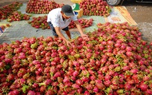 Gỡ khó cho rau quả xuất khẩu
