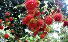 Trái cây vào mùa