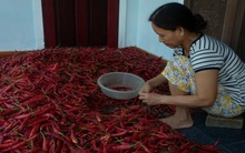 Ớt được mùa, khó bán