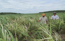 Gần 800 ha mía bị bệnh, thiệt hại hàng tỉ đồng