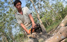 Phá bỏ hàng loạt vườn cao su