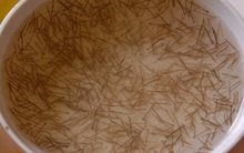 Tôm giống chất lượng cao: Phải đợi đến khi nào?