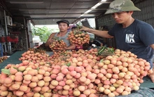 Chê Trung Quốc, vải thiều Thanh Hà “Nam tiến”