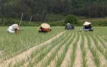 Hành trái vụ mất giá