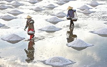 Giải bài toán sản xuất, xuất khẩu muối