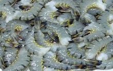 Những vấn đề "nóng" của ngành tôm