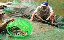 Đổ nợ vì cá rô đầu vuông