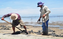 Ồ ạt “săn” địa sâm bán sang Trung Quốc