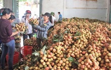 Mỗi ngày xuất 1,7 nghìn tấn vải tươi sang Trung Quốc