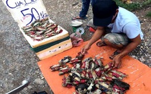 Cua biển nằm ngửa, 50 nghìn/kg tràn vỉa hè Hà Nội