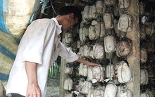 Phụ thuộc thương lái quá nhiều