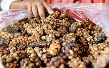 Về thủ phủ cà phê nghe huyền thoại chồn